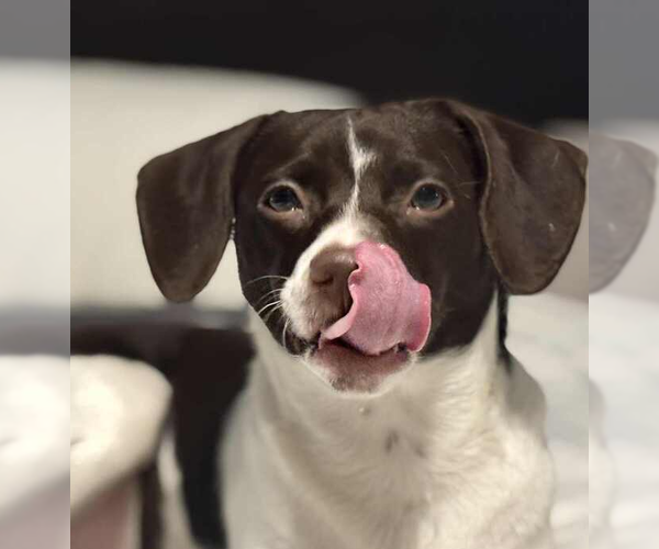 Medium Photo #4 Mutt Puppy For Sale in Springdale, PA, USA