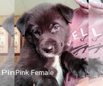 Small Photo #1 Wolf Hybrid Puppy For Sale in BUNKER HILL, WV, USA
