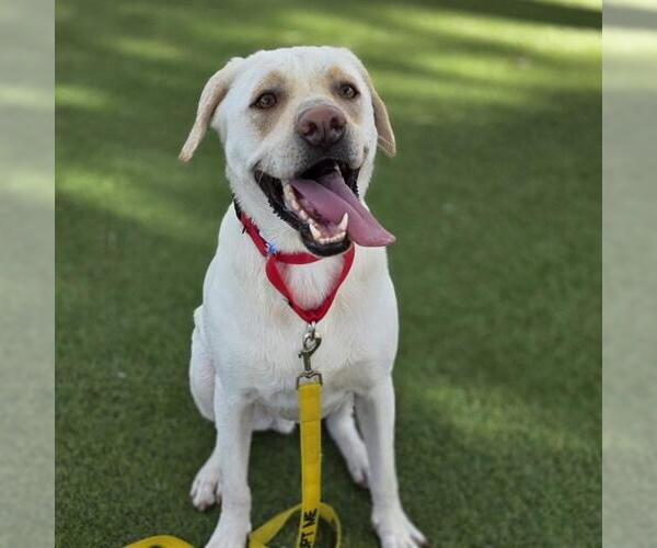 Medium Photo #1 Labrador Retriever-Unknown Mix Puppy For Sale in Las Vegas, NV, USA