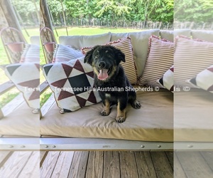 Australian Shepherd Puppy for sale in GEORGETOWN, TN, USA
