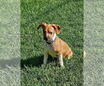 Small #1 Beagle-Chihuahua Mix
