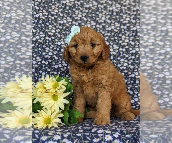 Medium Photo #5 Goldendoodle (Miniature) Puppy For Sale in CHRISTIANA, PA, USA