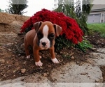 Puppy 7 Boxer