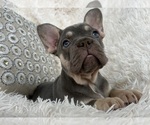 Small #7 French Bulldog