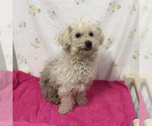 Maltipoo (Miniature) Dogs for adoption in Modesto, CA, USA