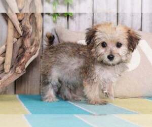 Morkie Puppy for sale in MOUNT VERNON, OH, USA