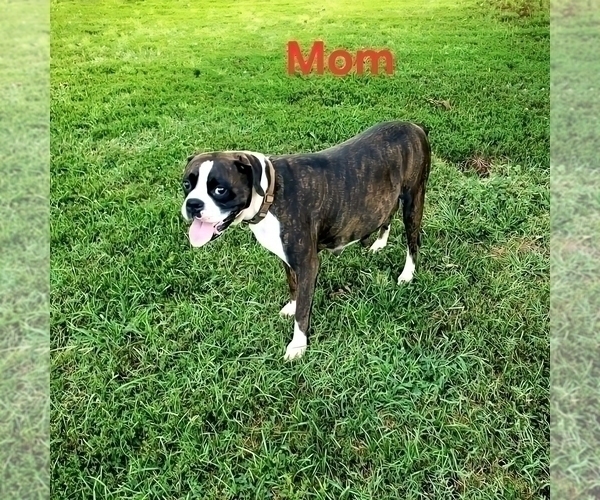 Medium Photo #1 Boxer Puppy For Sale in PELZER, SC, USA