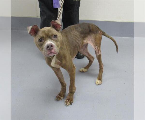 Medium Photo #1 American Pit Bull Terrier-Unknown Mix Puppy For Sale in Louisville, KY, USA