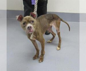 American Pit Bull Terrier-Unknown Mix Dogs for adoption in Louisville, KY, USA
