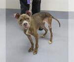Small American Pit Bull Terrier Mix