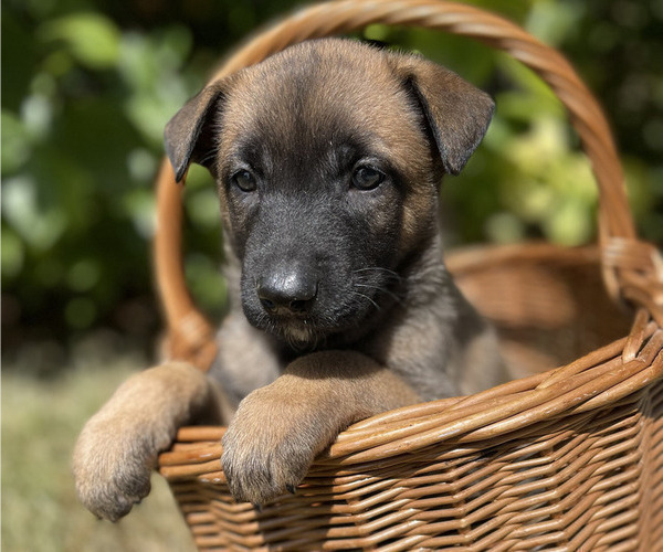 Medium Photo #2 Belgian Malinois Puppy For Sale in S CHARLESTON, WV, USA
