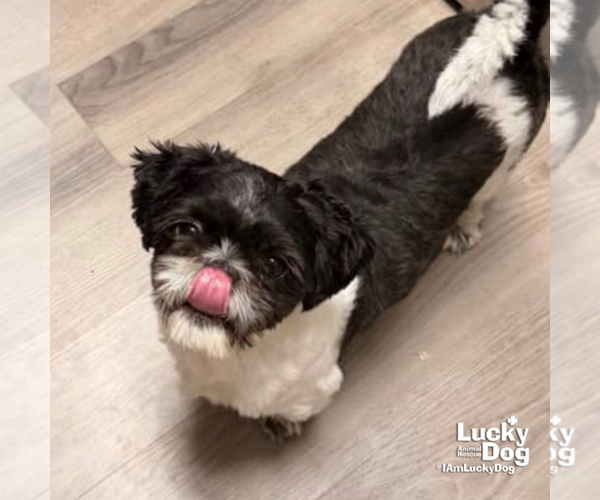 Medium Photo #3 Shih Tzu-Unknown Mix Puppy For Sale in Washington, DC, USA