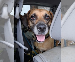 Zeara (and Cooper) - Male Labrador Retriever-Unknown Mix Dog for Adoption - Photo #7