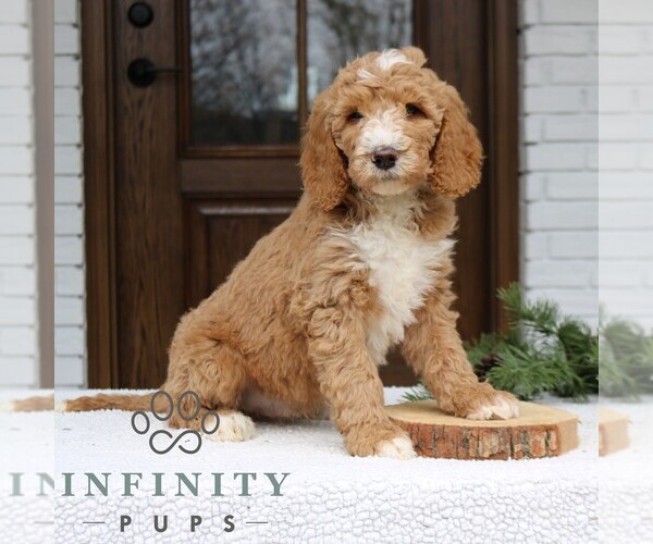 Medium Photo #3 Goldendoodle Puppy For Sale in NARVON, PA, USA