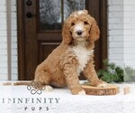 Small #2 Goldendoodle