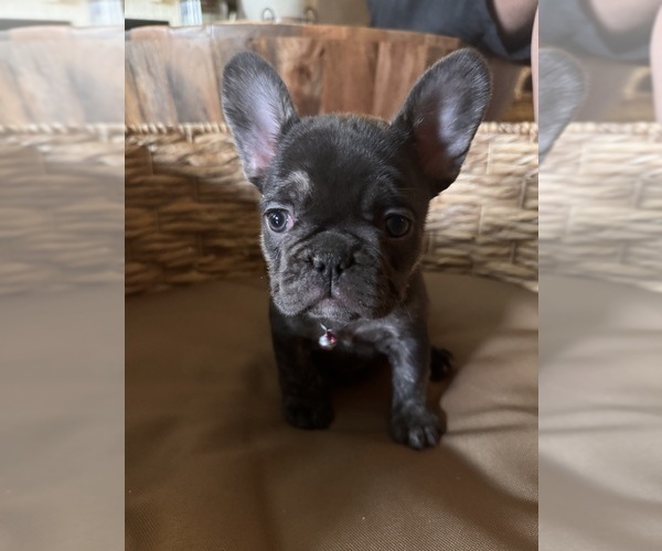 Medium Photo #2 French Bulldog Puppy For Sale in BONNEAU, SC, USA