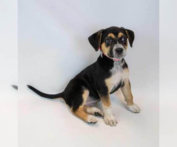 Medium Photo #6 Labbe Puppy For Sale in Kennesaw, GA, USA