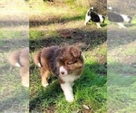 Small #8 Australian Shepherd