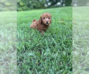 Poodle (Toy) Puppy for sale in WARSAW, IN, USA