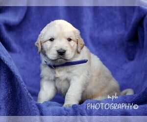 Golden Retriever Puppy for sale in LIBERTY, KY, USA