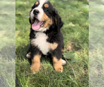 Puppy 4 Bernese Mountain Dog