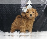 Puppy Baloo F1B Maltipoo