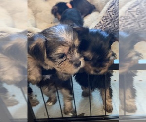 Yorkshire Terrier Puppy for sale in LENA, MS, USA