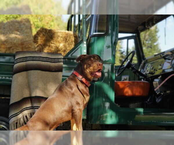 Medium Photo #3 American Pit Bull Terrier-Doberman Pinscher Mix Puppy For Sale in Sacramento, CA, USA