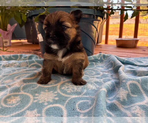 Medium Photo #3 Mutt Puppy For Sale in Pacolet, SC, USA