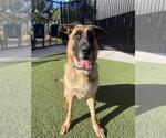 Small German Shepherd Dog Mix