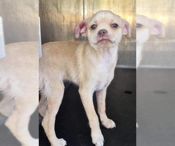 Medium Photo #1 Pug-Unknown Mix Puppy For Sale in San Antonio, TX, USA