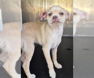 Pug-Unknown Mix Dogs for adoption in San Antonio, TX, USA