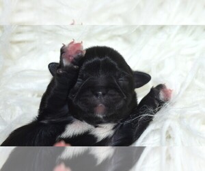 Shih Tzu Puppy for sale in EUNICE, LA, USA