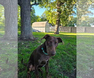 Doberman Pinscher-Unknown Mix Dogs for adoption in Minneaoplis, MN, USA