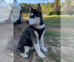 Small #1 Huskies  Mix