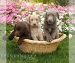 Small #1 Labrador Retriever