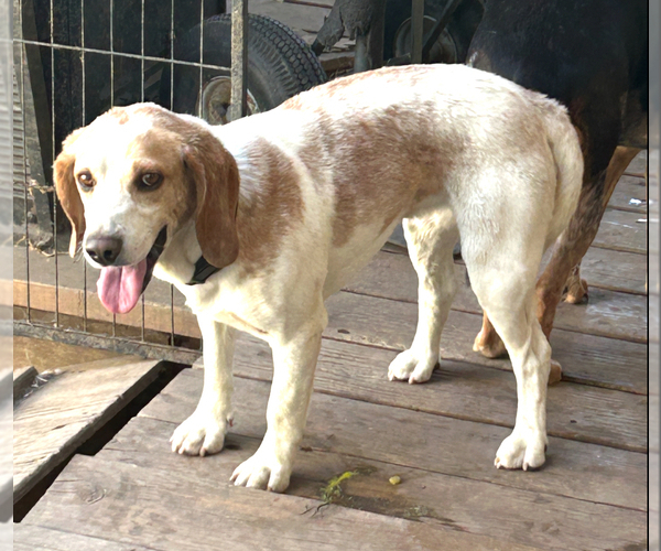 Medium Photo #1 Beagle Puppy For Sale in BROWNSVILLE, OR, USA