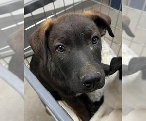Labrador Retriever Dogs for adoption in HESPERIA, CA, USA