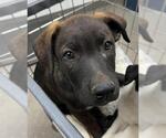 CARLO - Male Labrador Retriever Dog for Adoption - Small photo