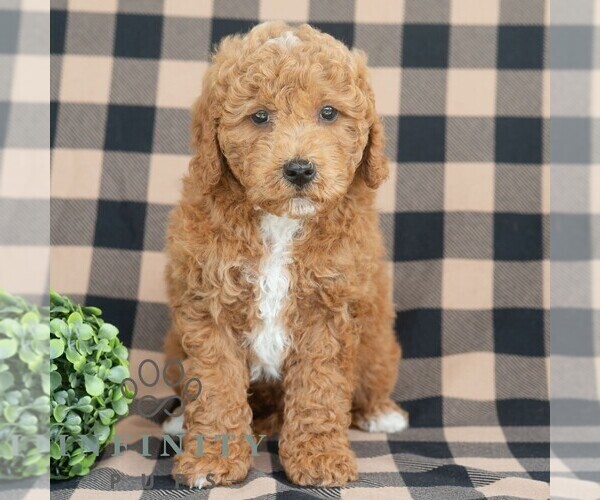 Medium Photo #5 Goldendoodle (Miniature) Puppy For Sale in DORNSIFE, PA, USA