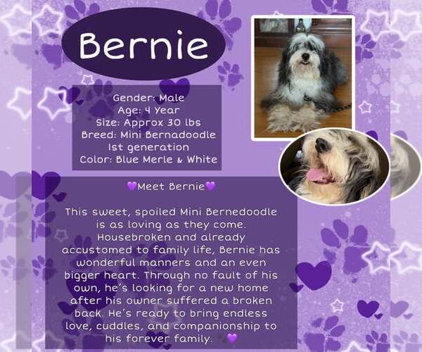 Medium Photo #1 Bernese Mountain Dog-Poodle (Miniature) Mix Puppy For Sale in Rancho Cordova, CA, USA