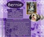 Small Bernese Mountain Dog-Poodle (Miniature) Mix