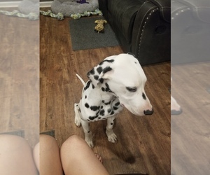 Dalmatian Puppy for sale in CHARLESTON, IL, USA