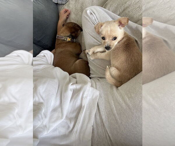 Medium Photo #3 Chihuahua-Unknown Mix Puppy For Sale in Dana Point, CA, USA