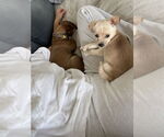 Small #2 Chihuahua Mix