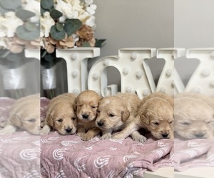 Goldendoodle (Miniature) Puppy for sale in NOBLESVILLE, IN, USA