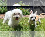 Small #7 Chihuahua