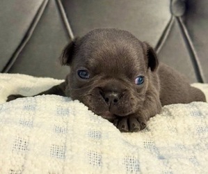 French Bulldog Puppy for sale in POWDER SPRINGS, GA, USA
