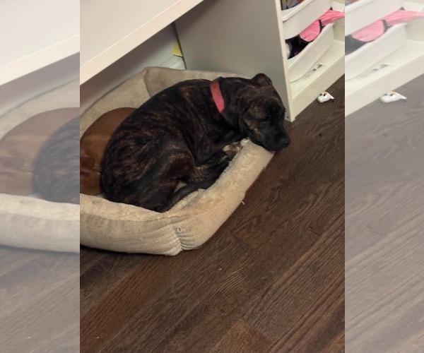 Medium Photo #1 Mutt Puppy For Sale in Hinckley, IL, USA