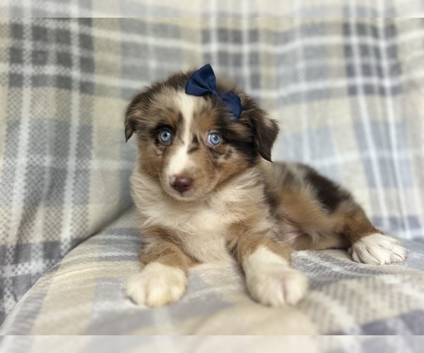 Medium Photo #6 Miniature Australian Shepherd Puppy For Sale in LAKELAND, FL, USA